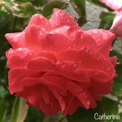 Roses in the Rain