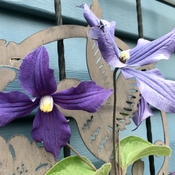 Clematis colours