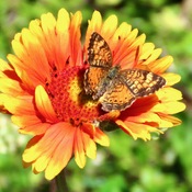 Pearl Crescent butterfly on Indian Blanket