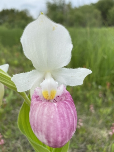 Orchid Hadashville, Manitoba, CA
