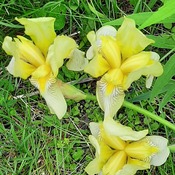 Les iris du printemps/été