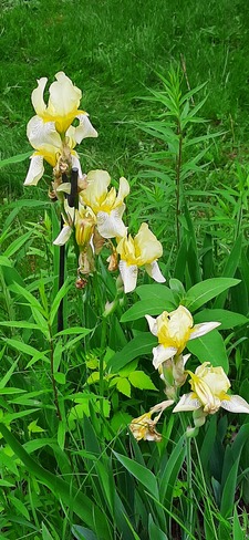 Les iris du printemps/été Blainville, QC