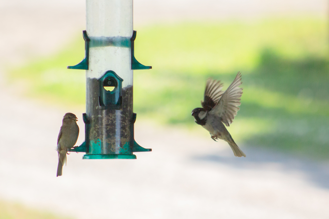 Bird feeder Hickson, Ontario, CA