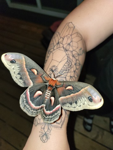 Amazing Moth! Bancroft, ON