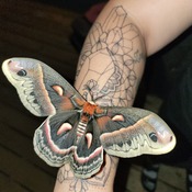Amazing Moth!