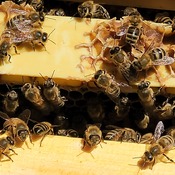 Working bee hive