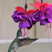 Hummingbird in fuchsia