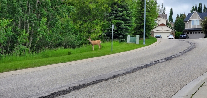 Neighborhood deer Calgary, Alberta | T3L 0E6
