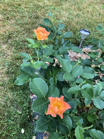 My beautiful roses London, Ontario | N6G 3M6
