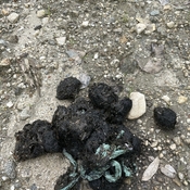 Bear scat with digested plastic bag