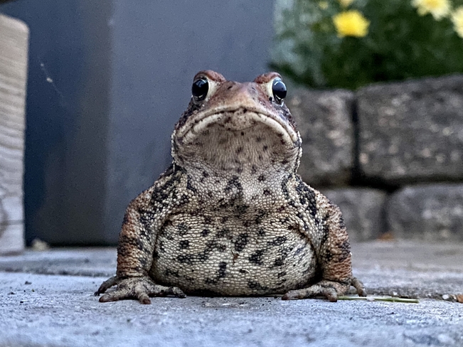 Toad Emo, Ontario, CA