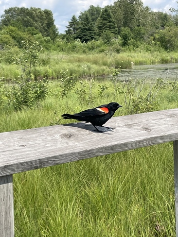 Red Winged Blackbird Sault Ste. Marie, ON