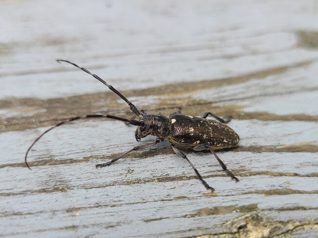 little beetle Sainte-Marie-de-Blandford, QC
