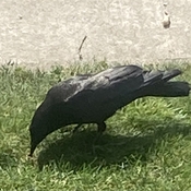 My crow Charlie