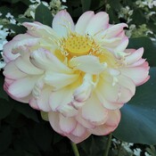 Nelumbo – Lotus Perry D. Slocam.