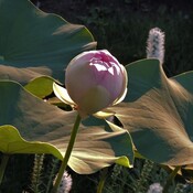 Nelumbo – Lotus Perry D. Slocam.