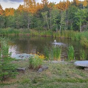 Back Yard pond. Hot summer evening