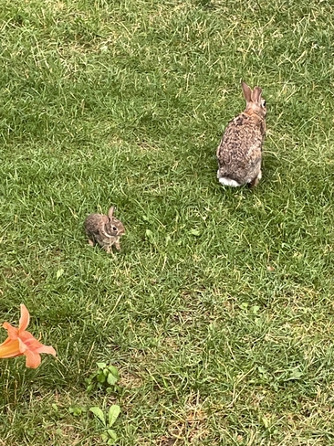 Maman et bébé lièvre Verchères, Québec, CA