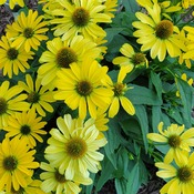 Fleurs jaune soleil