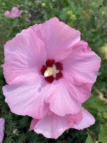Summer flower Yonge-Eglinton, Ontario, CA