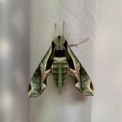 Pandoras Sphinx Moth