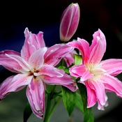 Fragrant Lily