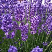 Lavender Flower Has Special Power