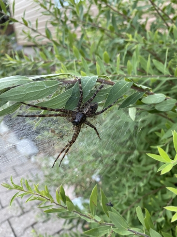 Mère araignée Bois-Franc, Québec, CA