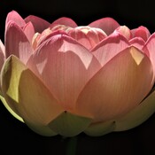 Le lotus, la fleur sacrée dans les religions orientales.