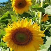 Aug 6 2022 32C Hot Summer! - Sunflower - Sugarbush Heritage Park - Thornhill