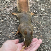 Walnuts for red squirrel