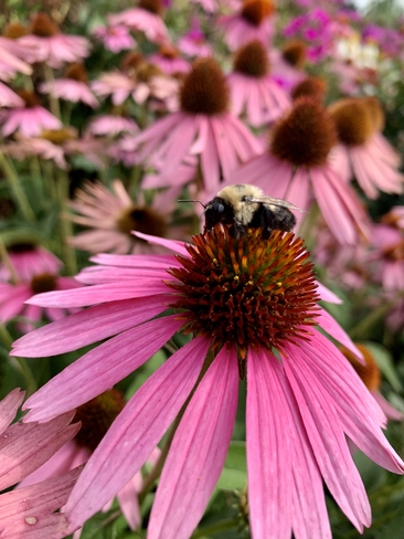 Busy bee Burlington, Ontario, CA