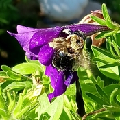bumblebee doing is thing