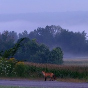Tod in the morning mist!