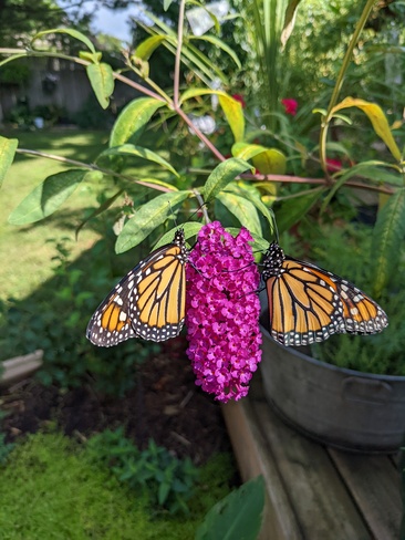 monarch butterflies Drumbo, ON