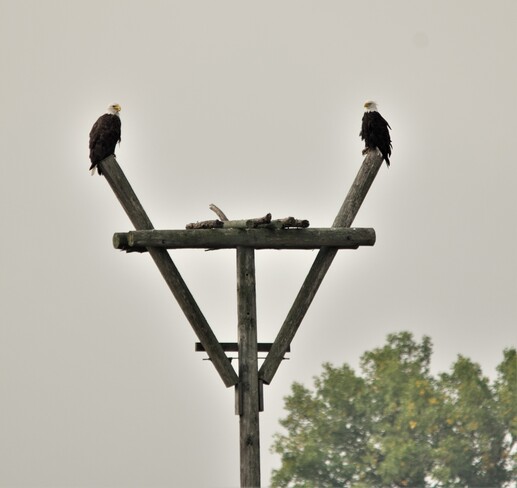 two bald eagles Tilbury, ON