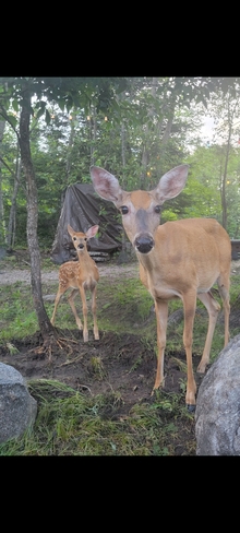 Mama Deer and her baby Pinawa, MB
