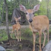 Mama Deer and her baby