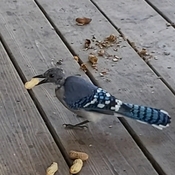 different blue Jay