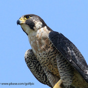 Peregrine Falcon up close