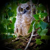 baby owl Revelstoke BC