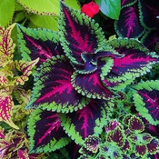 Assortment of colourful leaves