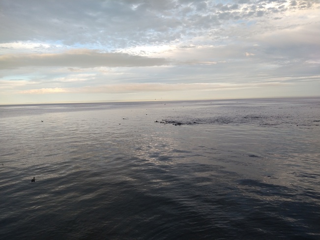 groupe de phoques gris Innue Essipit, QC