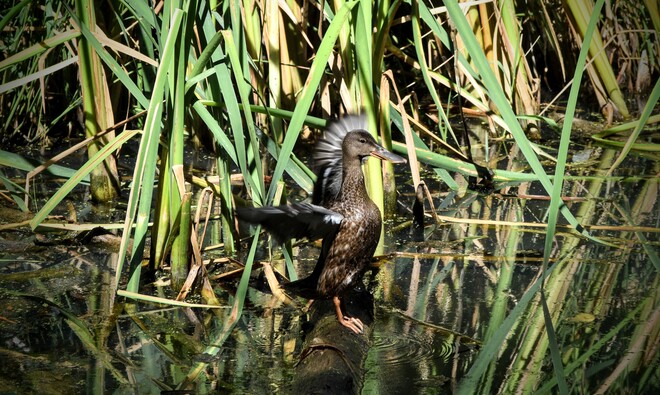 duck Kelowna, BC