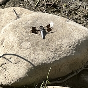 Dragonfly takes a break