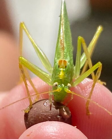 Grasshopper Coquitlam, BC