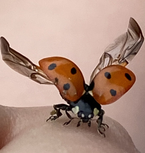 Ladybug photo Coquitlam, BC