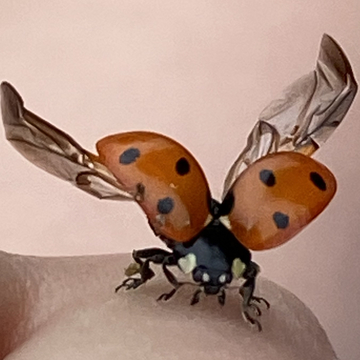 Ladybug photo