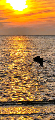 Blue heron and sailboat North Rustico Beach, Prince Edward Island National Park, Rue du Gulf Shore Parkway West, North Rustico, Prince Edward Island
