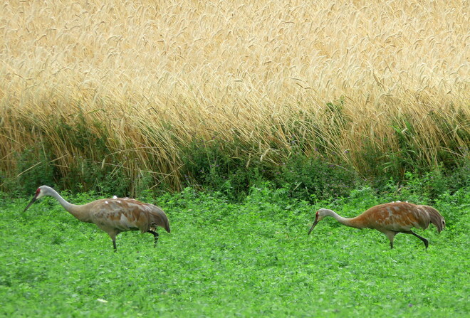Sandhill Cranes Arnprior, ON